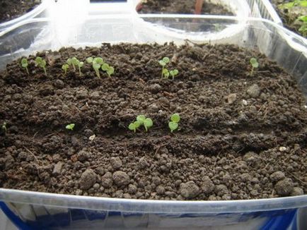 plantare și îngrijire Snapdragon (foto), pentru a alege semințe și răsaduri