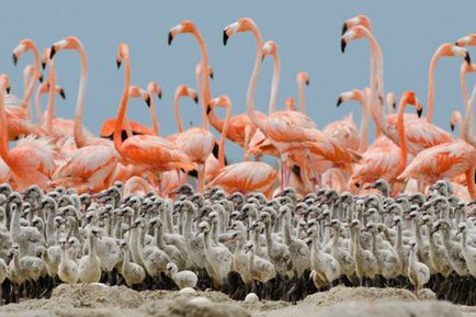 fapte interesante despre flamingo