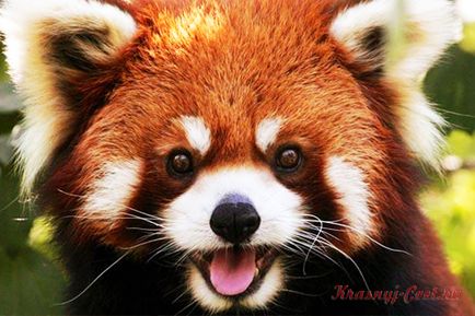 Mici panda roșu - animale mici la risc de dispariție