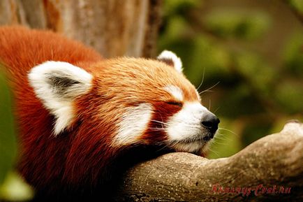 Mici panda roșu - animale mici la risc de dispariție