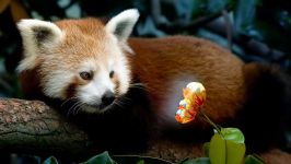 panda Lesser, panda roșu (ailurus fulgens) fotografii, zonă de descoperire de specii, o descriere panda roșu,