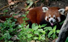 panda Lesser, panda roșu (ailurus fulgens) fotografii, zonă de descoperire de specii, o descriere panda roșu,