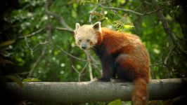 panda Lesser, panda roșu (ailurus fulgens) fotografii, zonă de descoperire de specii, o descriere panda roșu,