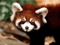 panda Lesser, panda roșu (ailurus fulgens) fotografii, zonă de descoperire de specii, o descriere panda roșu,