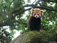 panda Lesser, panda roșu (ailurus fulgens) fotografii, zonă de descoperire de specii, o descriere panda roșu,