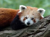 panda Lesser, panda roșu (ailurus fulgens) fotografii, zonă de descoperire de specii, o descriere panda roșu,