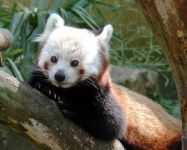 panda Lesser, panda roșu (ailurus fulgens) fotografii, zonă de descoperire de specii, o descriere panda roșu,