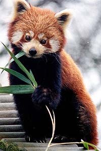 panda Lesser, panda roșu (ailurus fulgens) fotografii, zonă de descoperire de specii, o descriere panda roșu,