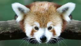 panda Lesser, panda roșu (ailurus fulgens) fotografii, zonă de descoperire de specii, o descriere panda roșu,