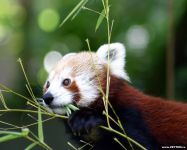 panda Lesser, panda roșu (ailurus fulgens) fotografii, zonă de descoperire de specii, o descriere panda roșu,