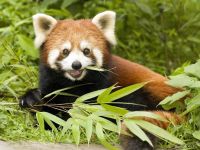 panda Lesser, panda roșu (ailurus fulgens) fotografii, zonă de descoperire de specii, o descriere panda roșu,