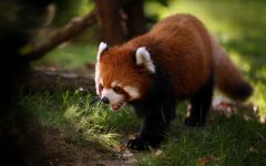 panda Lesser, panda roșu (ailurus fulgens) fotografii, zonă de descoperire de specii, o descriere panda roșu,