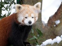 panda Lesser, panda roșu (ailurus fulgens) fotografii, zonă de descoperire de specii, o descriere panda roșu,