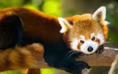 panda Lesser, panda roșu (ailurus fulgens) fotografii, zonă de descoperire de specii, o descriere panda roșu,