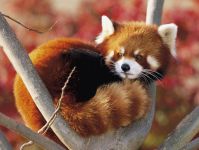 panda Lesser, panda roșu (ailurus fulgens) fotografii, zonă de descoperire de specii, o descriere panda roșu,