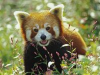 panda Lesser, panda roșu (ailurus fulgens) fotografii, zonă de descoperire de specii, o descriere panda roșu,