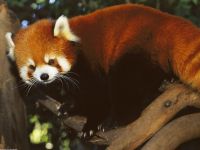 panda Lesser, panda roșu (ailurus fulgens) fotografii, zonă de descoperire de specii, o descriere panda roșu,