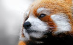 panda Lesser, panda roșu (ailurus fulgens) fotografii, zonă de descoperire de specii, o descriere panda roșu,