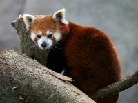 panda Lesser, panda roșu (ailurus fulgens) fotografii, zonă de descoperire de specii, o descriere panda roșu,