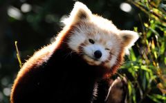 panda Lesser, panda roșu (ailurus fulgens) fotografii, zonă de descoperire de specii, o descriere panda roșu,