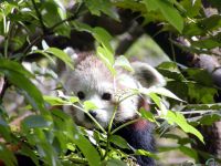 panda Lesser, panda roșu (ailurus fulgens) fotografii, zonă de descoperire de specii, o descriere panda roșu,