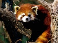 panda Lesser, panda roșu (ailurus fulgens) fotografii, zonă de descoperire de specii, o descriere panda roșu,