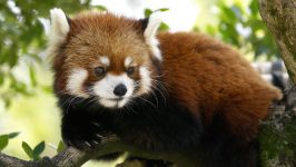 panda Lesser, panda roșu (ailurus fulgens) fotografii, zonă de descoperire de specii, o descriere panda roșu,