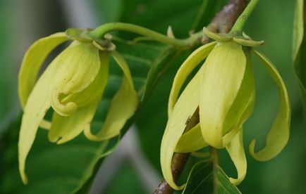 Ylang-ylang