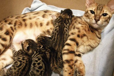 instinct matern de pisici