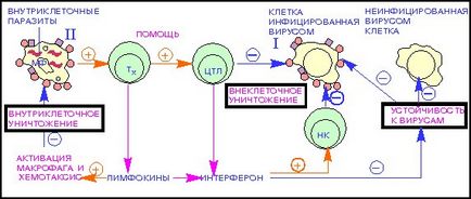 Mecanismele de imunitate 1