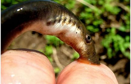 Lamprey Râul este periculos pentru mit uman sau realitate?