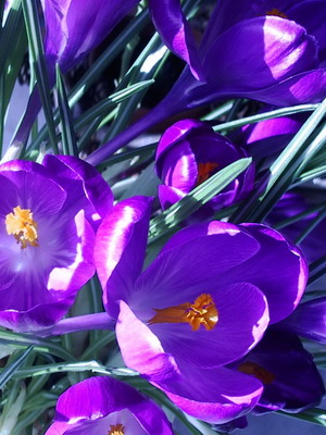 Perene Crocus plantă foto și descrierea soiurilor, plantare și îngrijire de crocuses