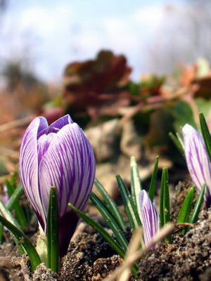 Perene Crocus plantă foto și descrierea soiurilor, plantare și îngrijire de crocuses