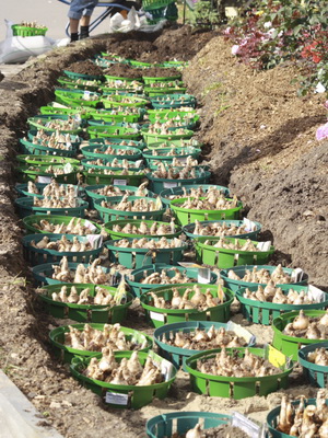 Perene Crocus plantă foto și descrierea soiurilor, plantare și îngrijire de crocuses