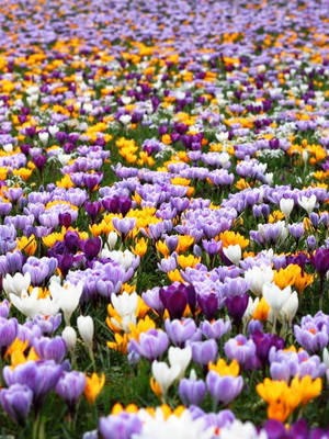 Perene Crocus plantă foto și descrierea soiurilor, plantare și îngrijire de crocuses