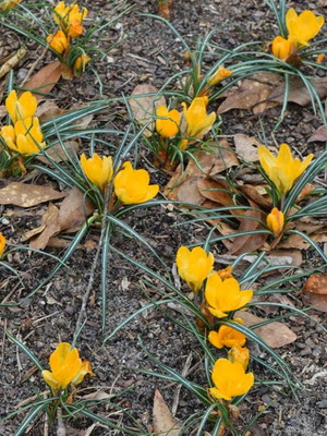 Perene Crocus plantă foto și descrierea soiurilor, plantare și îngrijire de crocuses