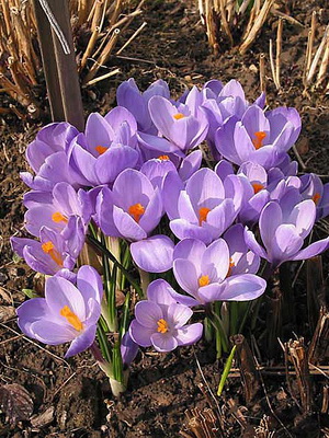 Perene Crocus plantă foto și descrierea soiurilor, plantare și îngrijire de crocuses