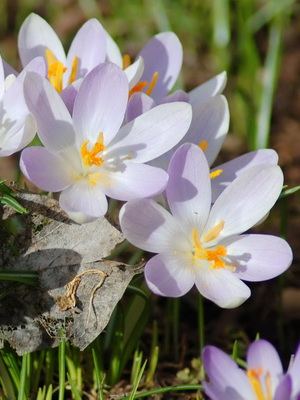 Perene Crocus plantă foto și descrierea soiurilor, plantare și îngrijire de crocuses