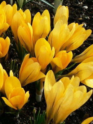 Perene Crocus plantă foto și descrierea soiurilor, plantare și îngrijire de crocuses