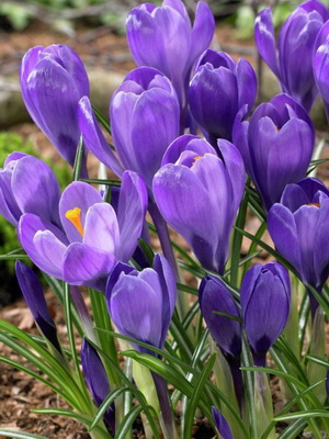 Perene Crocus plantă foto și descrierea soiurilor, plantare și îngrijire de crocuses