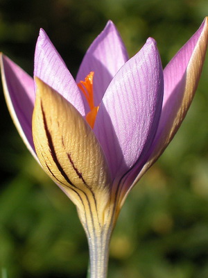 Perene Crocus plantă foto și descrierea soiurilor, plantare și îngrijire de crocuses