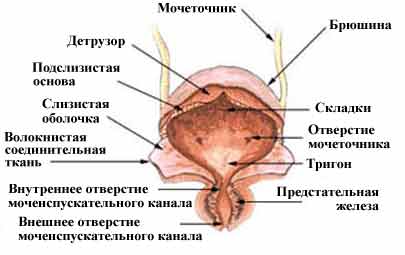 Uretere, vezica urinara si uretra la pisici