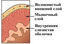 Uretere, vezica urinara si uretra la pisici