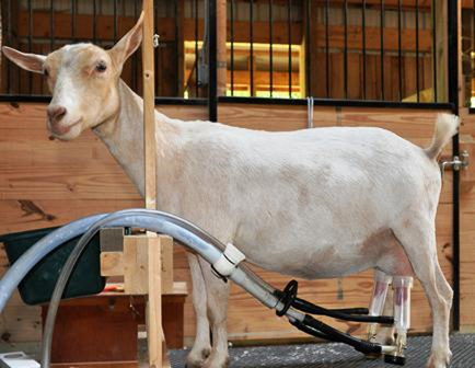 Caracteristici de lapte de capră rasa de conținutul și utilizarea mașinii de muls
