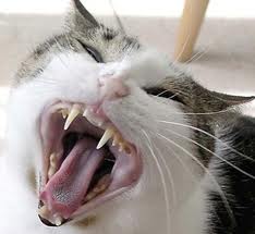 Pat pentru dinți la pisici, animalele mele de companie