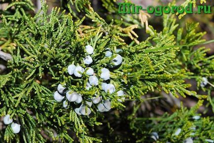 Cultivarea Juniper și de îngrijire