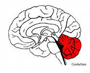 Cerebelul, structura și funcția sa