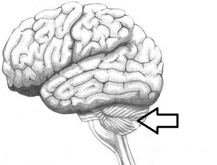 cerebel cerebral