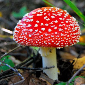 Amanita muscaria proprietăți medicale și periculoase, produse alimentare și de sănătate