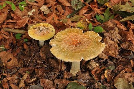 Descriere Amanita, tipuri și fotografii